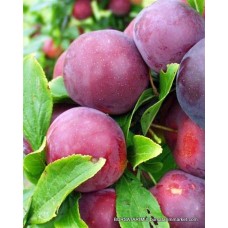 Black Splendor Erik Fidanı Black Splendor Erik Fidanı