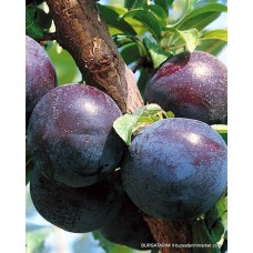 Black Star Erik Fidanı Black Star Erik Fidanı