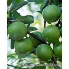 Can Erik Fidanı Can Erik Fidanı