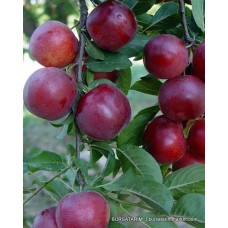 Havran Erik Fidanı Havran Erik Fidanı