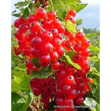 Yetişkin Frenk Üzümü Rosetta Çeşidi Yetişkin Frenk Üzümü Rosetta Çeşidi