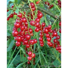 Yetişkin Frenk Üzümü Jonkheervan Tets Çeşidi Yetişkin Frenk Üzümü Jonkheervan Tets Çeşidi