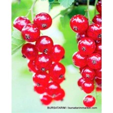 Frenk Üzümü Fidanı - Kırmızı Yerli