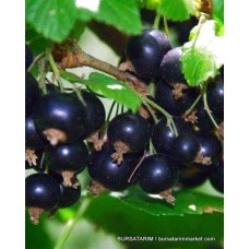 Siyah Frenk Üzümü Tisel Çeşidi Siyah Frenk Üzümü Tisel Çeşidi