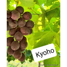 Kyoho Üzüm Fidanı Kyoho Üzüm Fidanı