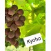 Kyoho Üzüm Fidanı Kyoho Üzüm Fidanı
