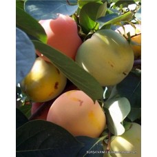 Hachiya Trabzon Hurma Fidanı