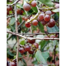 Kara Aşısız Hurma Fidanı / Anacı