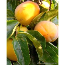 Rojo Brillante Trabzon Hurma Fidanı