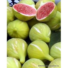 Bardacık İncir Fidanı ( Bardak ) Bardacık İncir Fidanı ( Bardak )