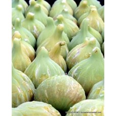 Sarı Bardak İncir Fidanı Sarı Bardak İncir Fidanı