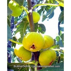 Sarı Lop İncir Fidanı Sarı Lop İncir Fidanı