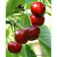 Noble Kiraz Fidanı Noble Kiraz Fidanı