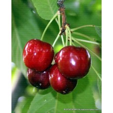 0900 Ziraat Napolyon Kiraz Fidanı 0900 Ziraat Napolyon Kiraz Fidanı