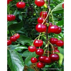 Bodur Vişne Fidanı Bodur Vişne Fidanı