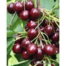 Karabodur Kiraz Fidanı Karabodur Kiraz Fidanı