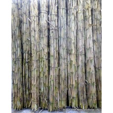 Fidan Hereği ( Bambu Kamışı ) X25'Li Fidan Destek Çubuğu Fidan Hereği ( Bambu Kamışı ) X25'Li Fidan Destek Çubuğu