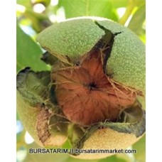 Bilecik Ceviz Fidanı Bilecik Ceviz Fidanı