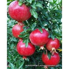 Hicaz Nar Fidanı Hicaz Nar Fidanı