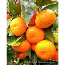 Mandalina ( Okitsu ) Fidanı Mandalina ( Okitsu ) Fidanı