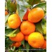 Mandalina ( Okitsu ) Fidanı Mandalina ( Okitsu ) Fidanı