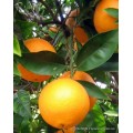 Portakal Fidanı
