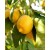 Yetişkin Limon ( Mayer ) Fidanı Yetişkin Limon ( Mayer ) Fidanı