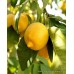 Yetişkin Limon ( Mayer ) Fidanı Yetişkin Limon ( Mayer ) Fidanı