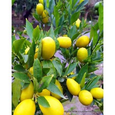 Yetişkin Limequat Limon Fidanı Yetişkin Limequat Limon Fidanı