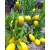 Yetişkin Limequat Limon Fidanı Yetişkin Limequat Limon Fidanı