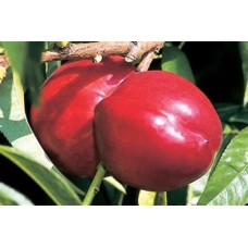 Amiga Nektarin Fidanı