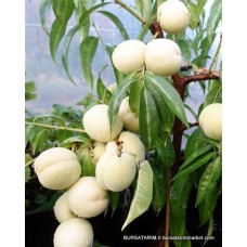 Bayramiç Beyazı Nektarin Fidanı Bayramiç Beyazı Nektarin Fidanı
