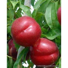 Big Top Nektarin Fidanı Big Top Nektarin Fidanı