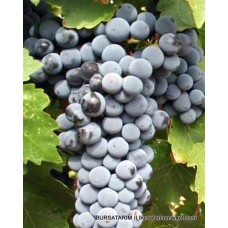 Cabernet Sauvignon Üzüm Fidanı Cabernet Sauvignon Üzüm Fidanı