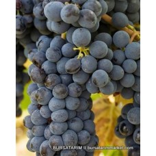 Kalecik Karası Üzüm Fidanı Kalecik Karası Üzüm Fidanı