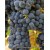 Kalecik Karası Üzüm Fidanı Kalecik Karası Üzüm Fidanı