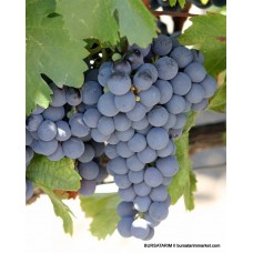 Malbec Üzüm Fidanı