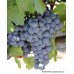 Malbec Üzüm Fidanı