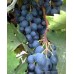 Öküzgözü Üzüm Fidanı