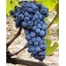 Papaz Karası Üzüm Fidanı Papaz Karası Üzüm Fidanı