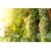 Sauvignon Blanc Üzüm Fidanı Sauvignon Blanc Üzüm Fidanı