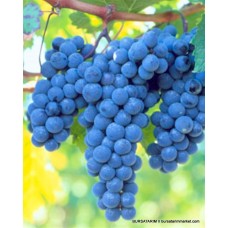 Şiraz ( Shiraz Syrah ) Üzüm Fidanı Şiraz ( Shiraz Syrah ) Üzüm Fidanı