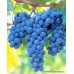 Şiraz ( Shiraz Syrah ) Üzüm Fidanı Şiraz ( Shiraz Syrah ) Üzüm Fidanı