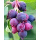 Saskatoon Berry Northline