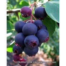 Saskatoon Berry Smoky Saskatoon Berry Smoky