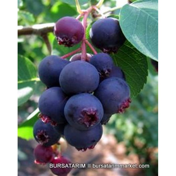 Saskatoon Berry Smoky