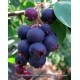 Saskatoon Berry Smoky