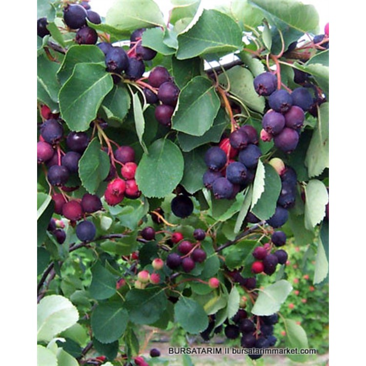 Saskatoon Berry Northline