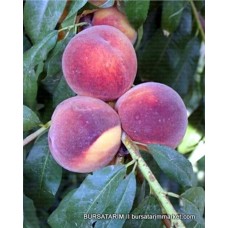 Cresthaven Şeftali Fidanı Cresthaven Şeftali Fidanı