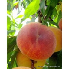 May Crest Şeftali Fidanı May Crest Şeftali Fidanı